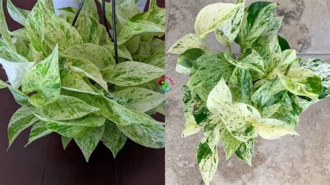 Snow Queen Pothos Care Guide - Garden For Indoor