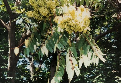 Tree-of-Heaven: A "Dirty Dozen" Plant - Lewis Ginter Botanical Garden