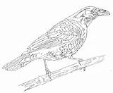 Raven Bird Coloring Page For Kids Free Crows Printabl  Vrogueco sketch template
