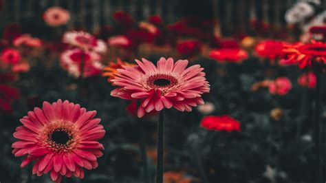 Wallpaper Pink gerbera flowers, bokeh 3840x2160 UHD 4K Picture, Image