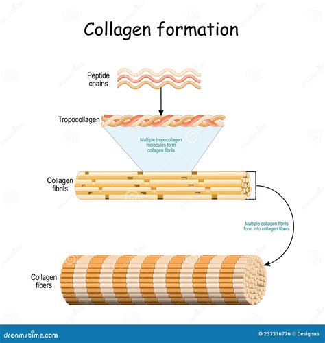 Collagen Triple Helix Structure Royalty-Free Stock Photo | CartoonDealer.com #24878133