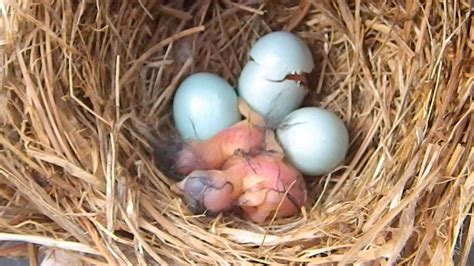 Bluebird Hatching - YouTube