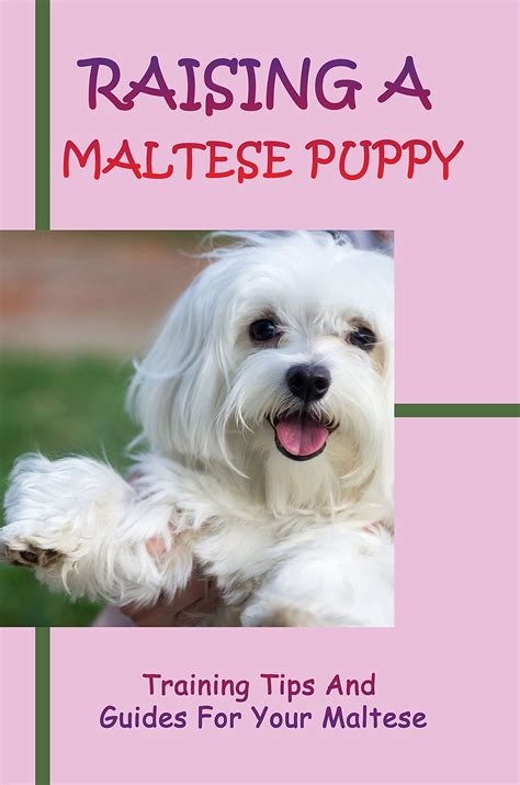 Raising A Maltese Puppy: Training Tips And Guides For Your Maltese ...