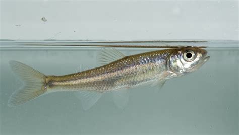 Cyprinid fish stock photo. Image of biology, silver - 105074566