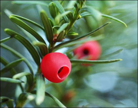 Are Yew Berries Poisonous? - ProGardenTips