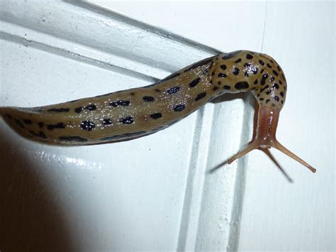 Leopard slug by JamesTheCat82 on DeviantArt