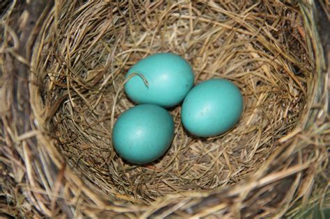 Eggs Robin Nest - Free photo on Pixabay