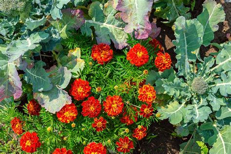 How to Use Marigolds for Pest Control | Gardener’s Path