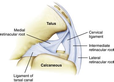 Gross Anatomy of the Subtalar Joint | Musculoskeletal Key