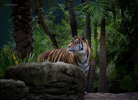 Majestic Tiger in the Jungle - HD Wallpaper by Jacqui Barker