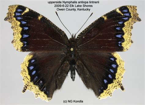 Mourning Cloak Nymphalis antiopa (Linnaeus, 1758) | Butterflies and ...