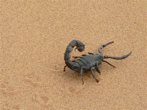 Skorpion in Namibia. Foto: pixabay / Patrizia08 - WeltReisender.net