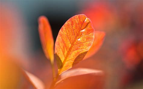 Autumn orange leaves bokeh-High Quality HD Wallpaper Preview ...