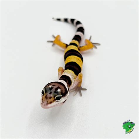 Normal Leopard Gecko - baby to big baby (Large Lot Pricing) - Strictly Reptiles