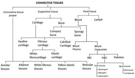 √ Connective Tissue Matrix Coloring : Extracellular Matrix Wikipedia ...