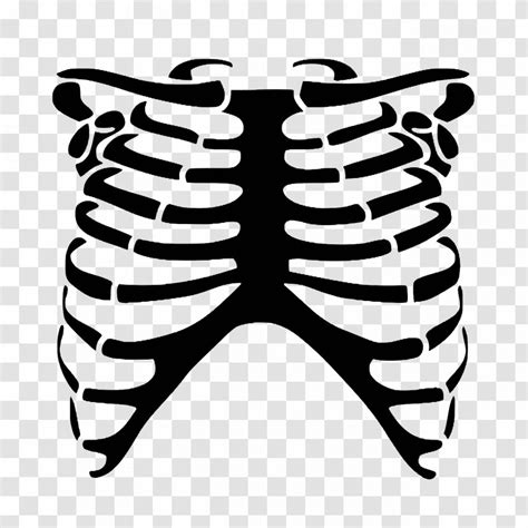 Rib Cage Human Skeleton Skull Bone - Silhouette Transparent PNG