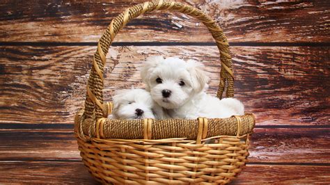 Maltese Dog Breed, HD Animals, 4k Wallpapers, Images, Backgrounds, Photos and Pictures