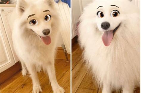 Snapchat filter Disney dogs | How to use cartoon face on your pet - Radio Times