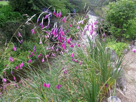 Dierama pendulum (Harebell) - Plantinfo