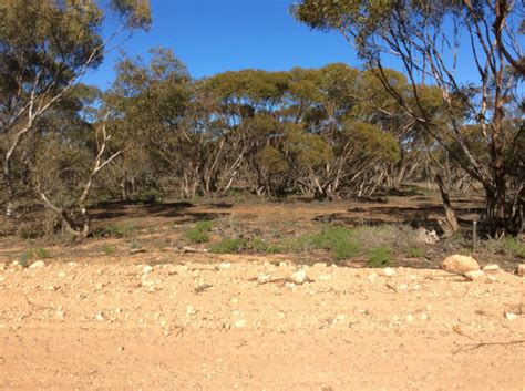 Birds of Australia habitats: Mallee