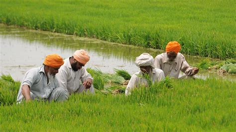 Punjab: Trapped In Its Farms