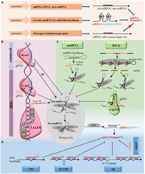 Frontiers | MicroRNA Techniques: Valuable Tools for Agronomic Trait ...