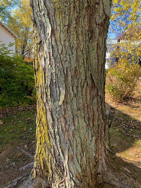 State Tree of Connecticut: the Legendary Charter Oak: | by C. L. Beard ...