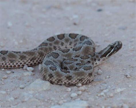 Discover 40 White and Black Snakes (18 are Venomous) | Updated