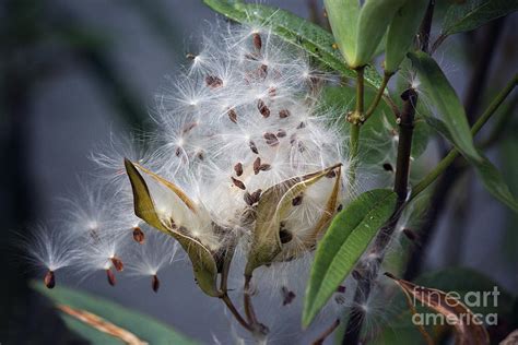 Milkweed Seeds Photograph by Sharon McConnell - Fine Art America