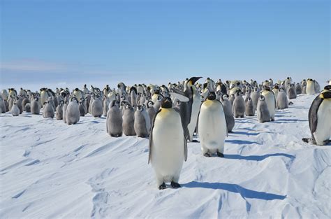 Emperor Penguins Video