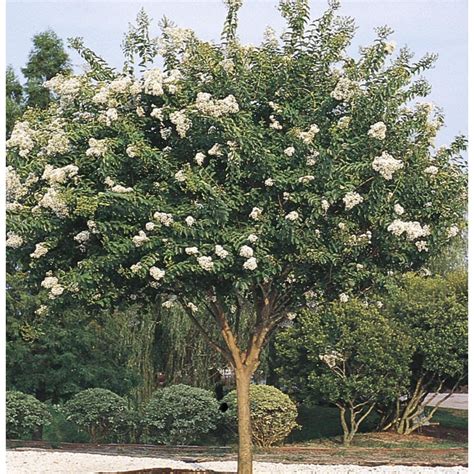 11.85-Gallon White Natchez Crape Myrtle Flowering Shrub (L1229) at ...