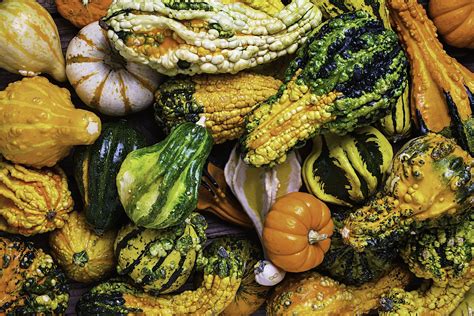 Growing Beautiful Ornamental Gourds | How to dry gourds, Gourds, Squash plant