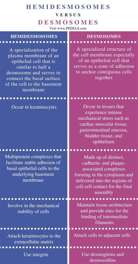 What is the Difference Between Hemidesmosomes and Desmosomes - Pediaa.Com