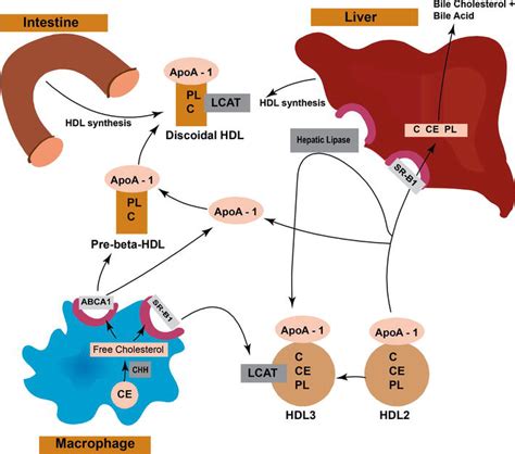 Introductory Chapter: Overview of Lipoprotein Metabolism | IntechOpen