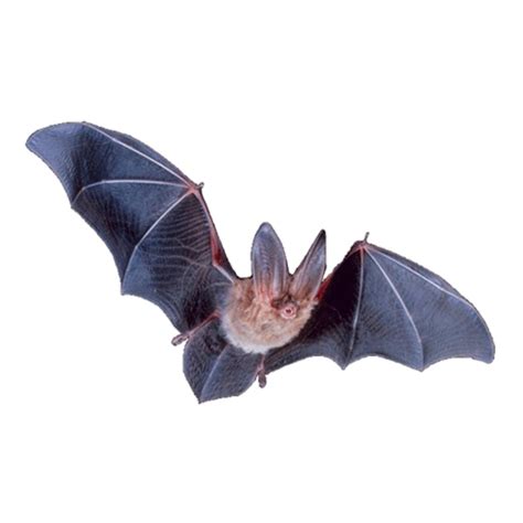 Premium Photo | Flying bat halloween isolated on white