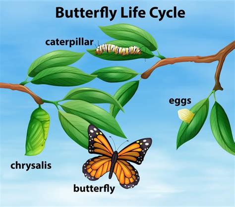 Butterfly life cycle diagram 297460 Vector Art at Vecteezy