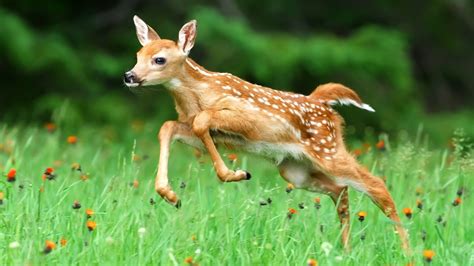 Cute Baby Deer Is Running On Green Plants With Flowers 4K HD Deer ...