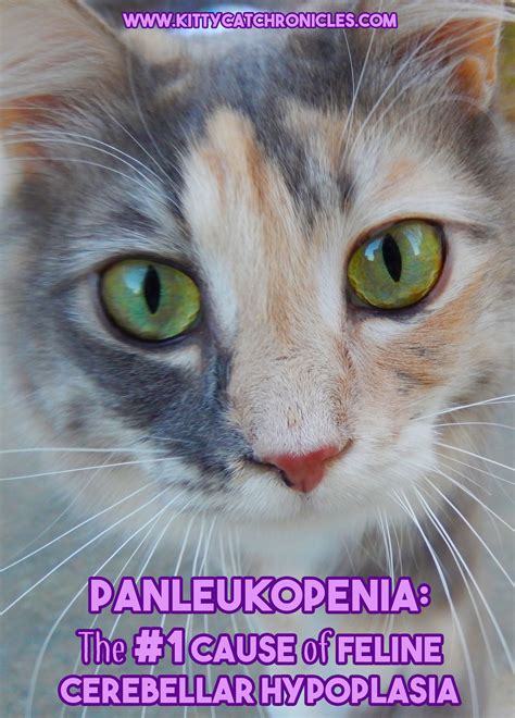 Panleukopenia: The #1 Cause of Feline Cerebellar Hypoplasia - Kitty Cat Chronicles