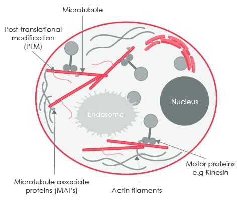 Unravel the tubulin code | Abcam