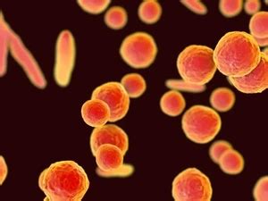 Mycoplasma genitalium symptoms and causes | STDWatch.com