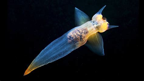 Otherworldly ‘Sea Angel’ Slugs Look Like Strange, Beautiful Space ...