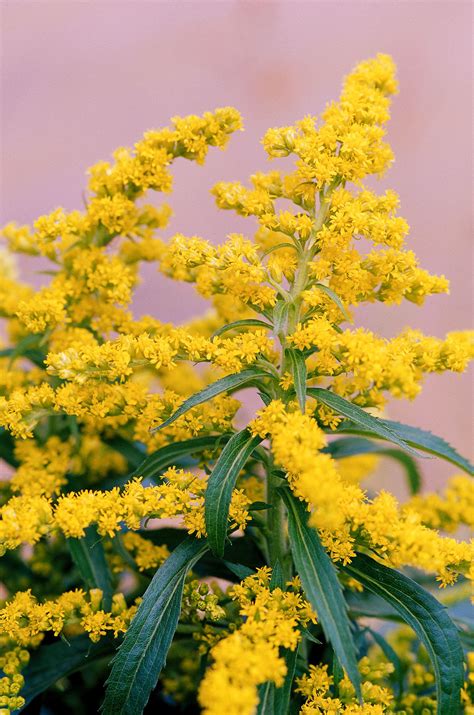 Goldenrod