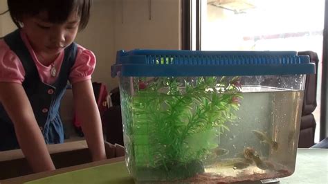 Little fish tank for kids - YouTube