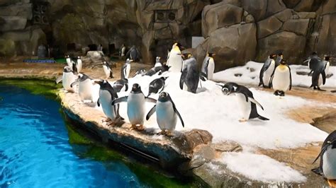 Penguins chill during COVID-19 pandemic at Hong Kong's Ocean Park - YouTube