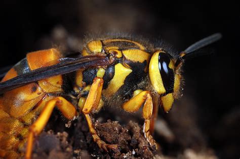 Hornets and Yellowjackets (Subfamily Vespinae) · iNaturalist.org