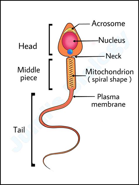 Sperm: Structure ||Class 12 Biology