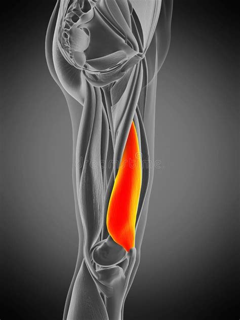 Vastus medialis stock illustration. Illustration of grey - 168623501