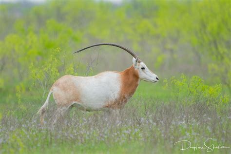 Scimitar Oryx - Sola Fe Ranch