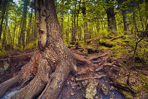 Foresta Umbra travel | Puglia, Italy - Lonely Planet