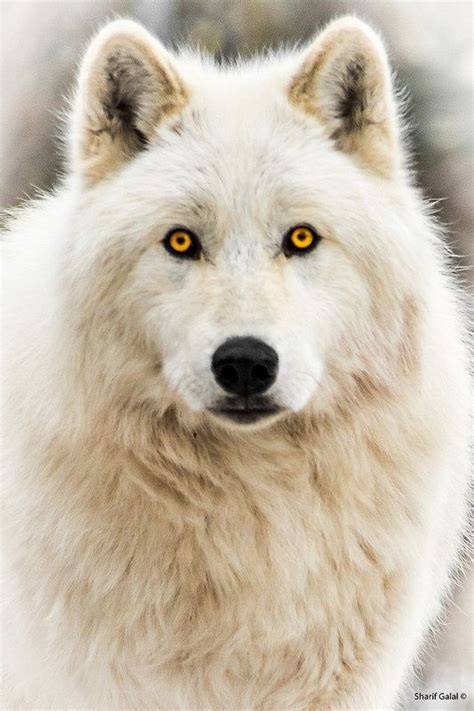 ~ It's a Colorful Life ~ | Wolf dog, Arctic wolf, Wolf eyes